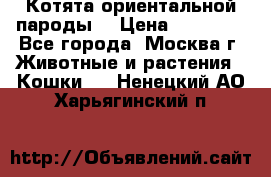 Котята ориентальной пароды  › Цена ­ 12 000 - Все города, Москва г. Животные и растения » Кошки   . Ненецкий АО,Харьягинский п.